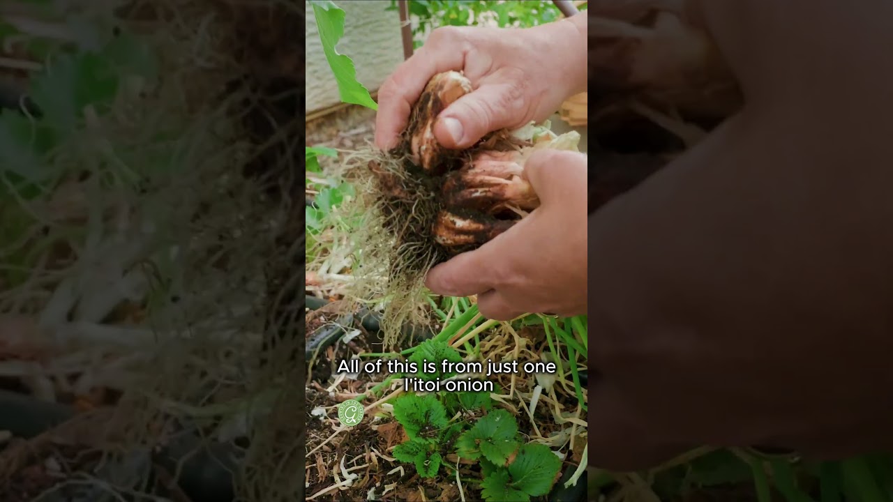 I&rsquo;itoi Onion Harvest!