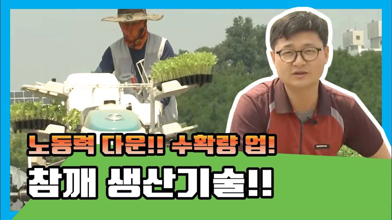 노동력 줄이고 수확량은 늘리는 참깨 생산기술!
