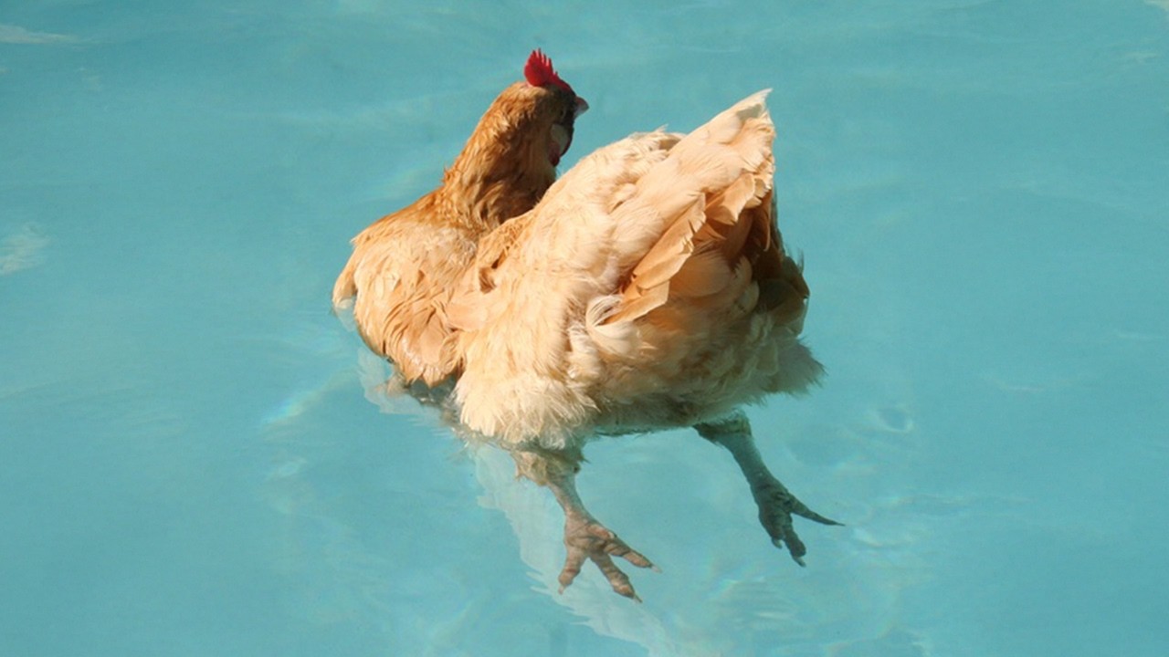 I Never Expected My Chickens To Be This Funny... 😂