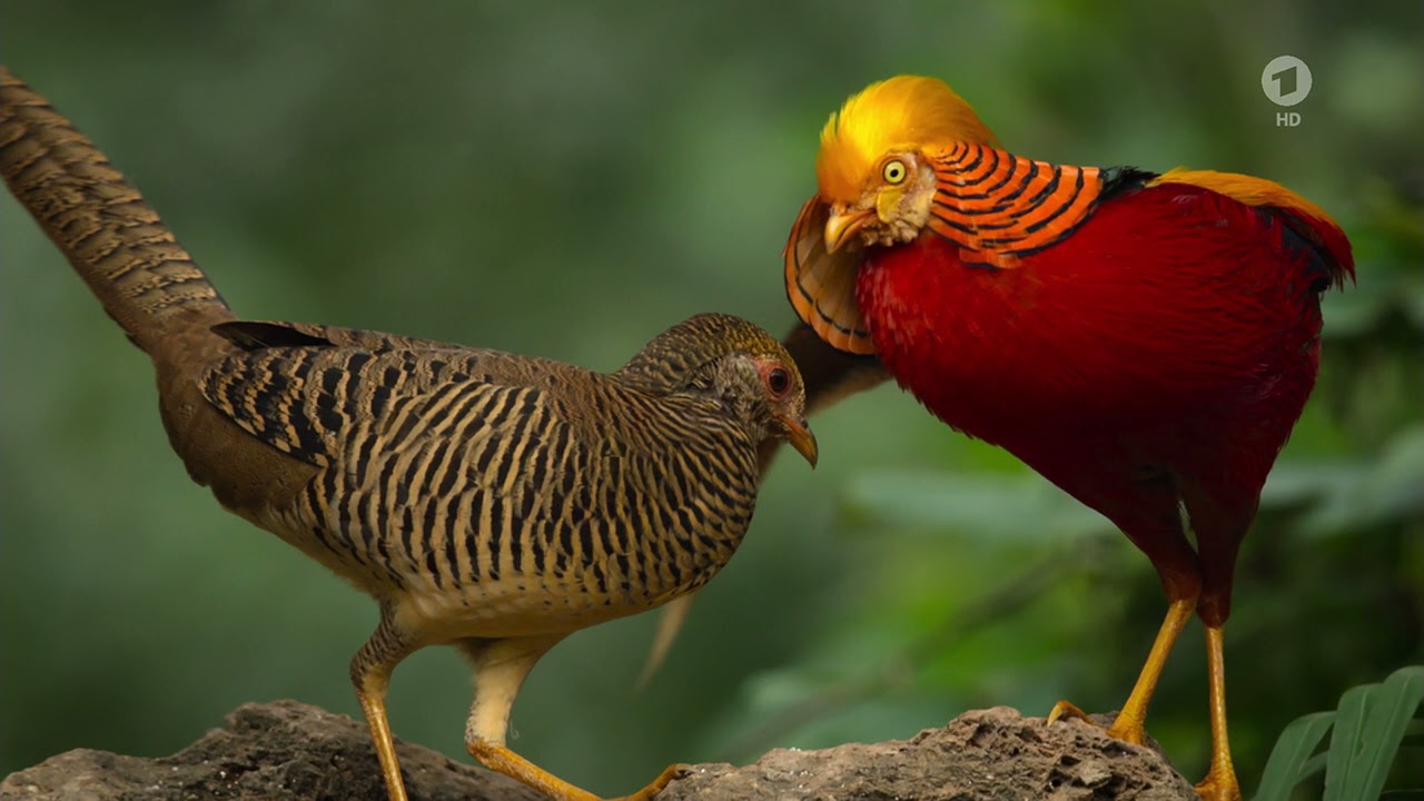Goldfasan (Chrysolophus pictus)