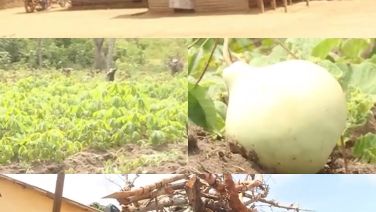 🇨🇩🇨🇩🌍🌍 DÉCOUVERTE CONGO CENTRAL : GOMBE MATADI