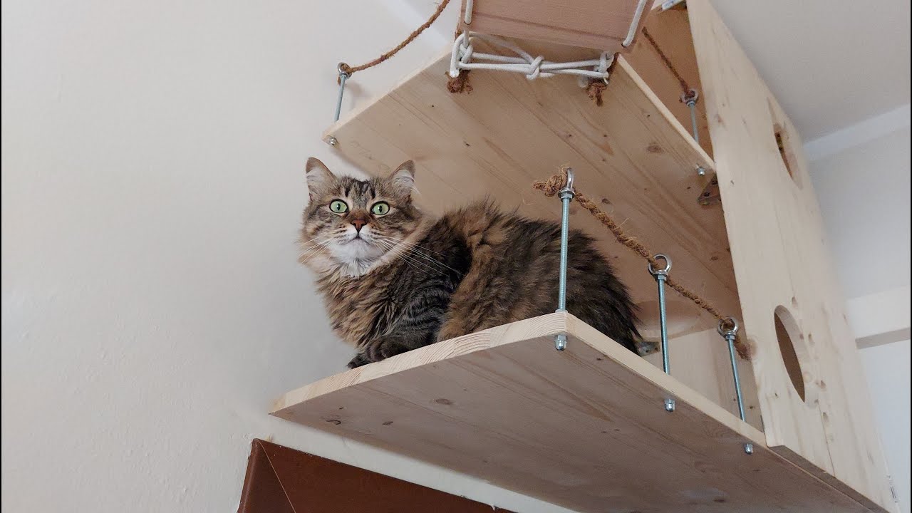 Percorso per gatti casalingo