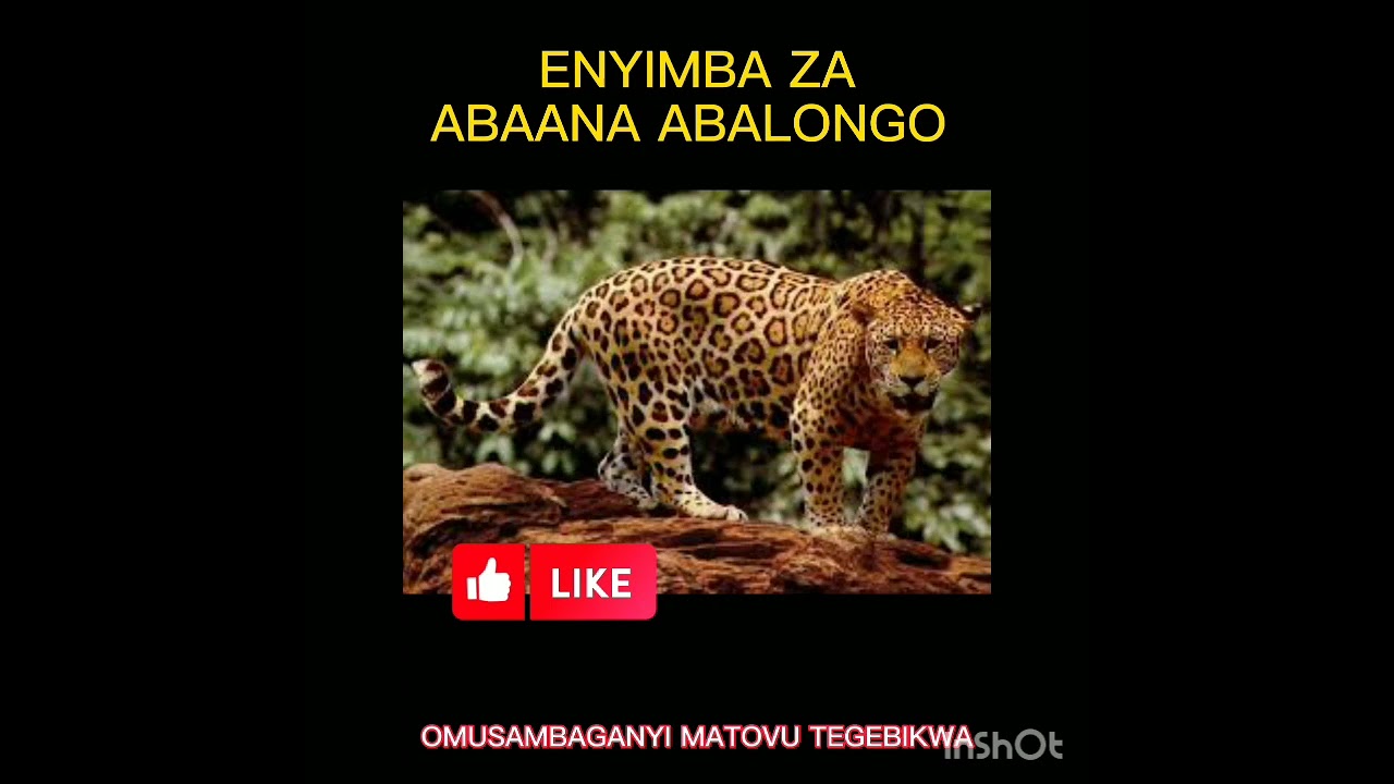 Enyimba Zabaana Abalongo @Omutakaweerematovumunasingo @kadongokamumusic