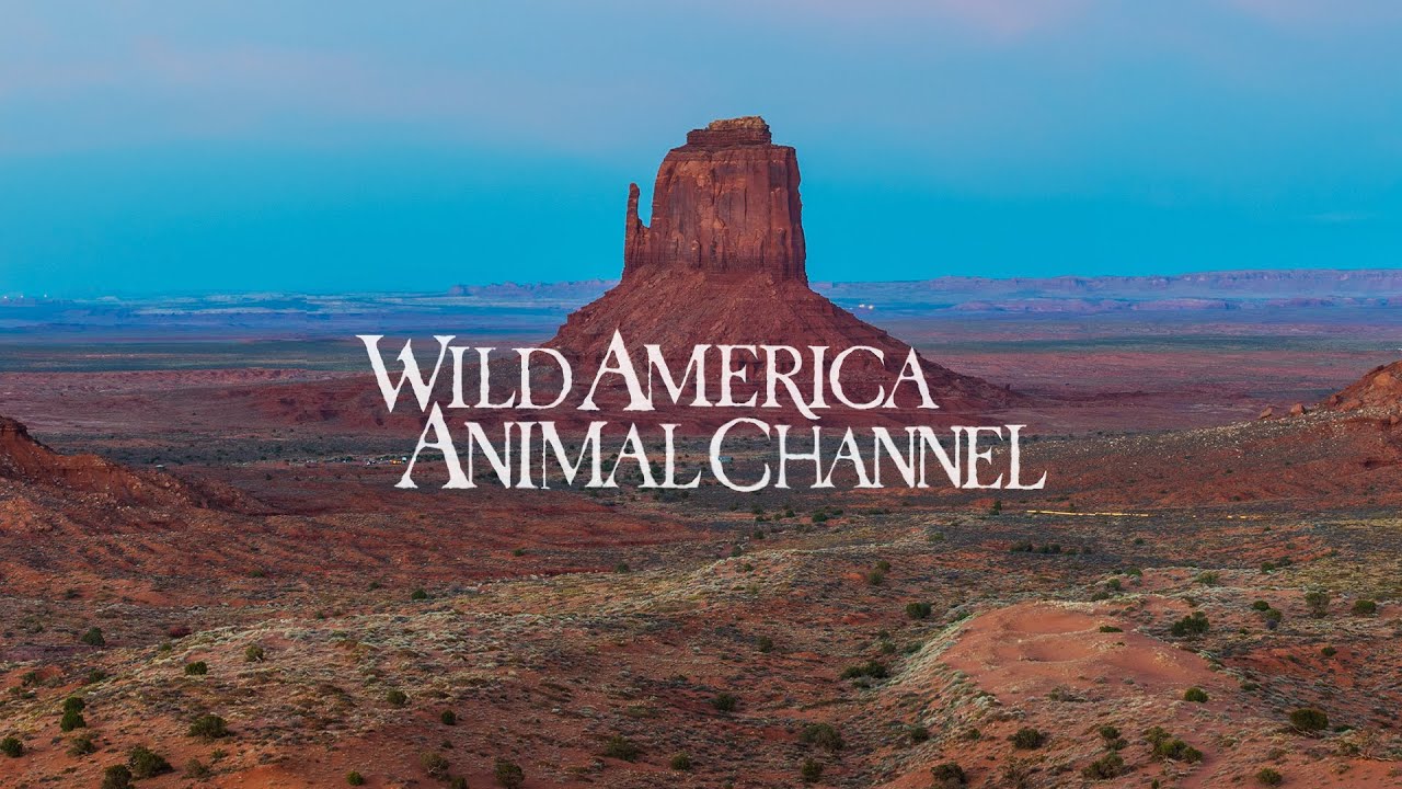 Love Animals? Join Us At ‘Wild America Animal Channel’