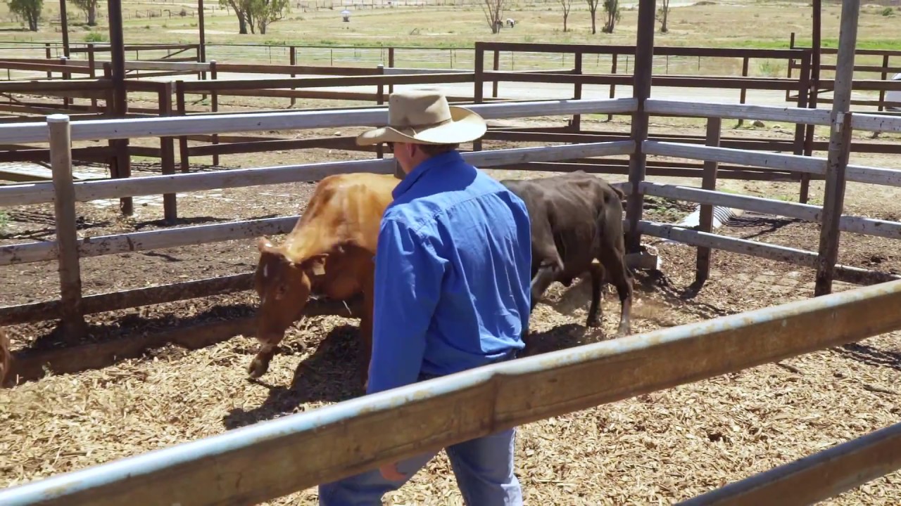 Safe stockyard design