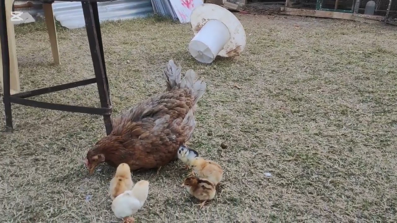 تفقيس جديد ولقطات جميلة للمزرعة 