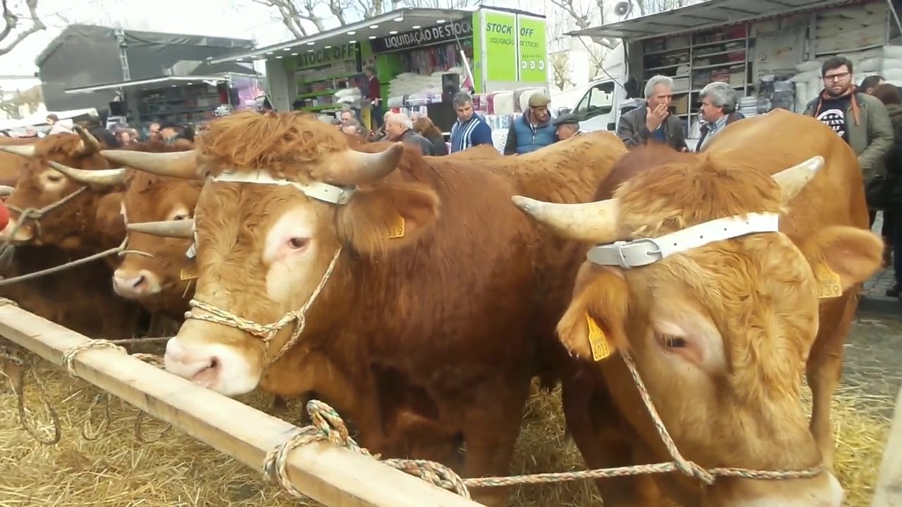 FEIRO DOS VINTE - VILA DE PRADO