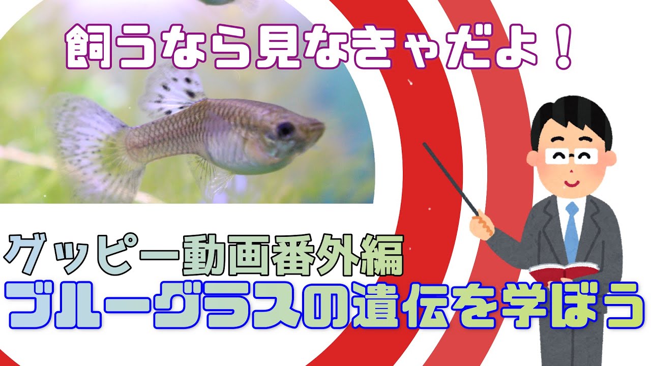 ブルーグラスを飼うと決めたらまず知るべき遺伝のお話～稚魚誕生を待ってる方も～