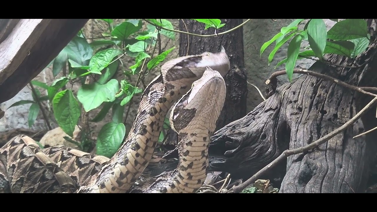 Video I took at Chester zoo of the Gaboon viper 