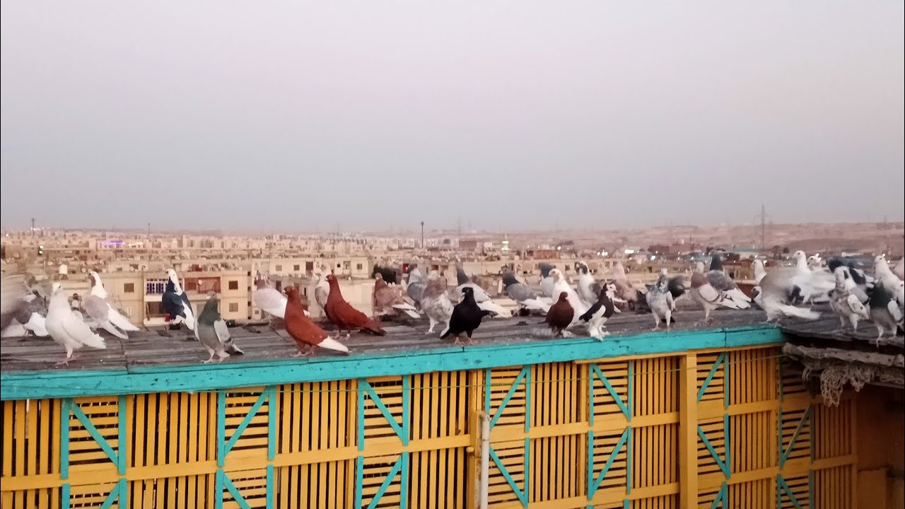 الحيره والاسرار في القص الجامد وبيجيب زغاليل ضعيفه تضرب#حسين_الخطيب