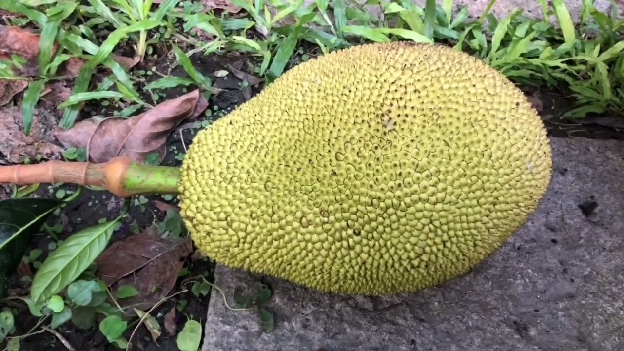 睽違3年的「庭院夢尖波羅蜜2號樹」！試採囉。。2024年6月9日