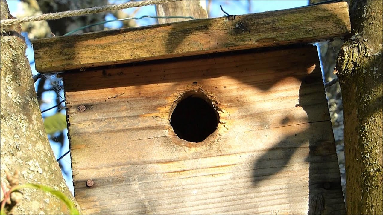 Au nichoir des mésanges charbonnières : un visiteur inattendu.