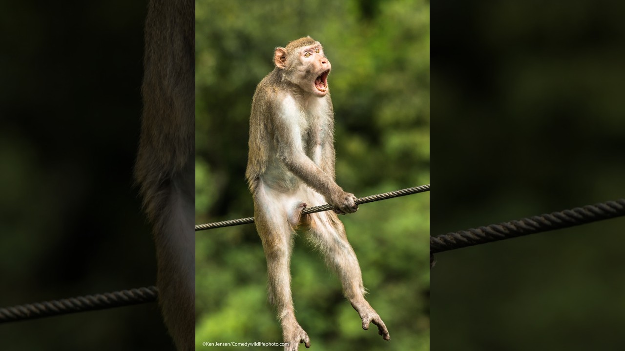 флекс нлом #hvh #sofaleague