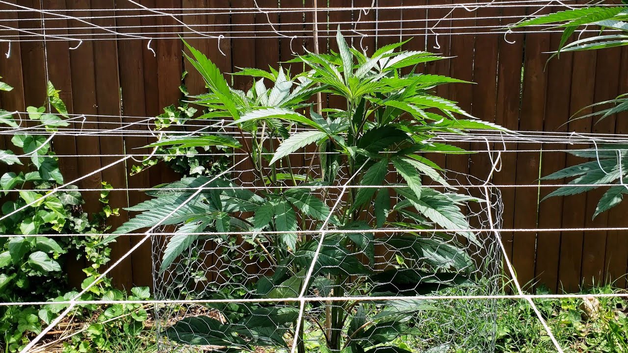 2022 Outdoor Cannabis Garden Tour | Garden Update [#04] - June 2