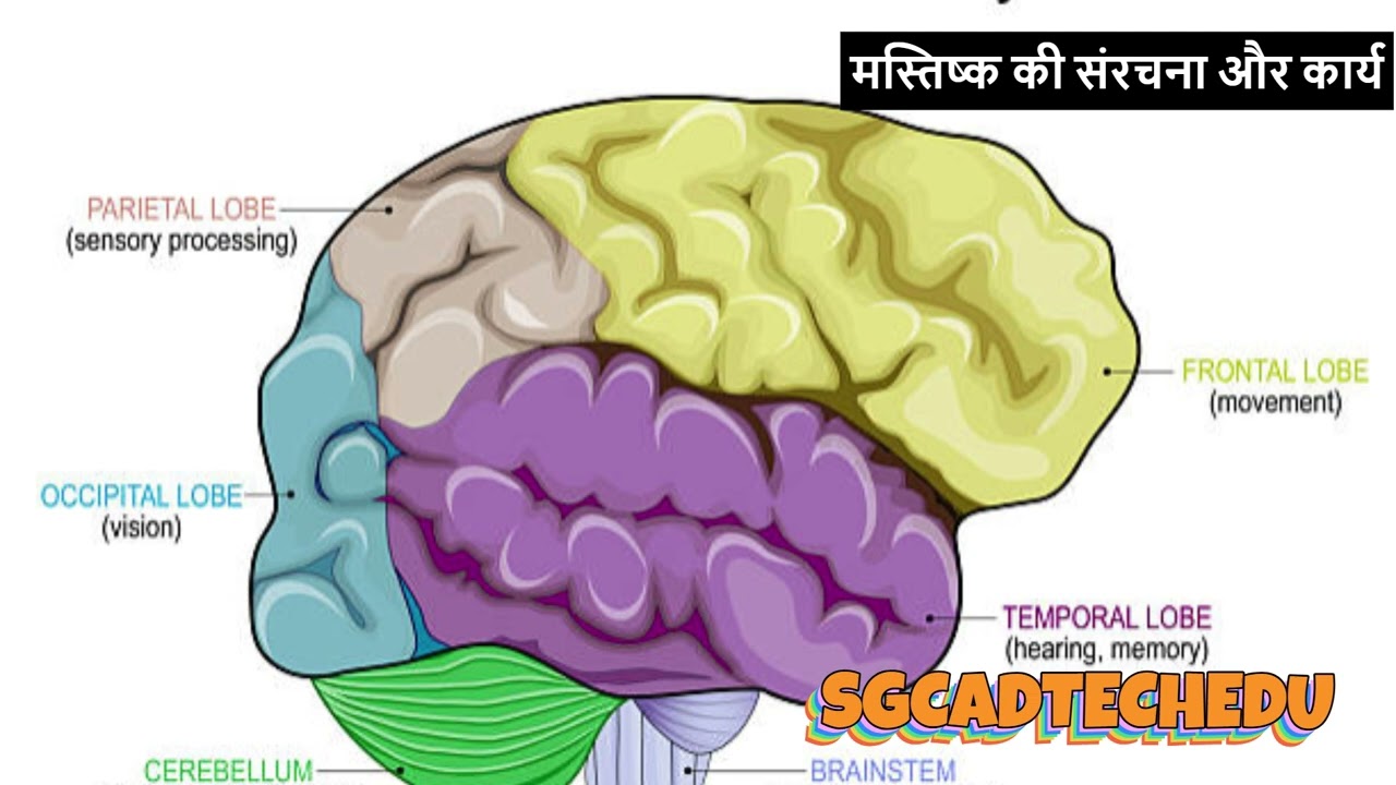 HUMAN BRAIN FACTS IN HINDI.