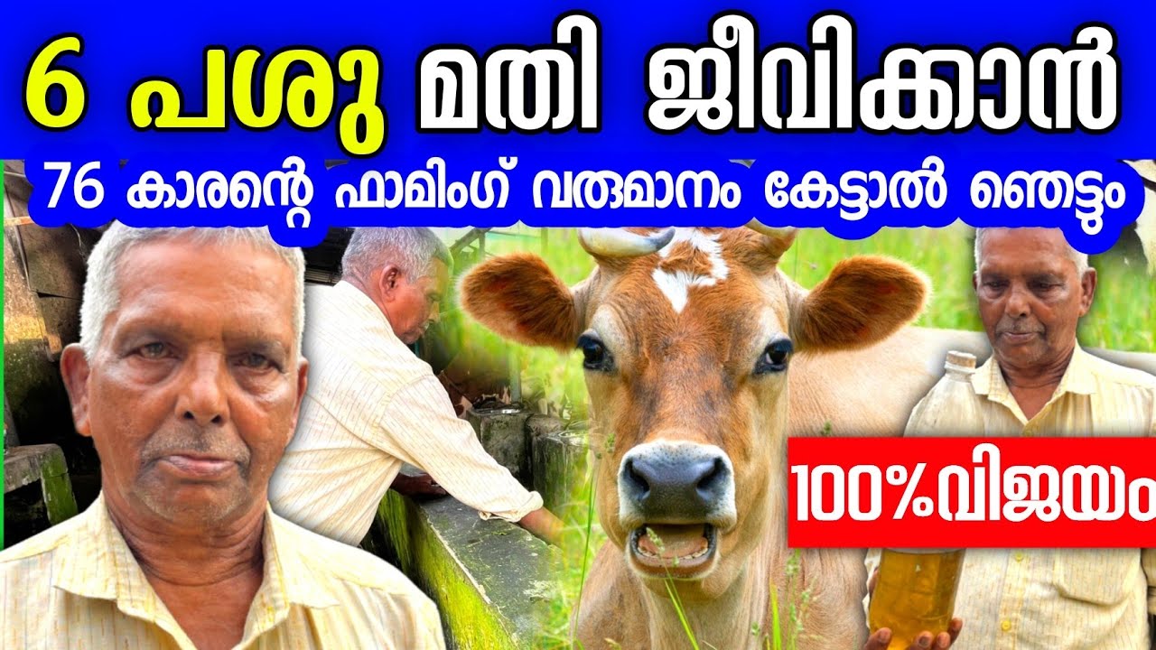 6  പശു മതി ജീവിക്കാൻ! വരുമാനം കേട്ടാൽ ഞെട്ടും 😳 | Dairy farming videos malayalam 
