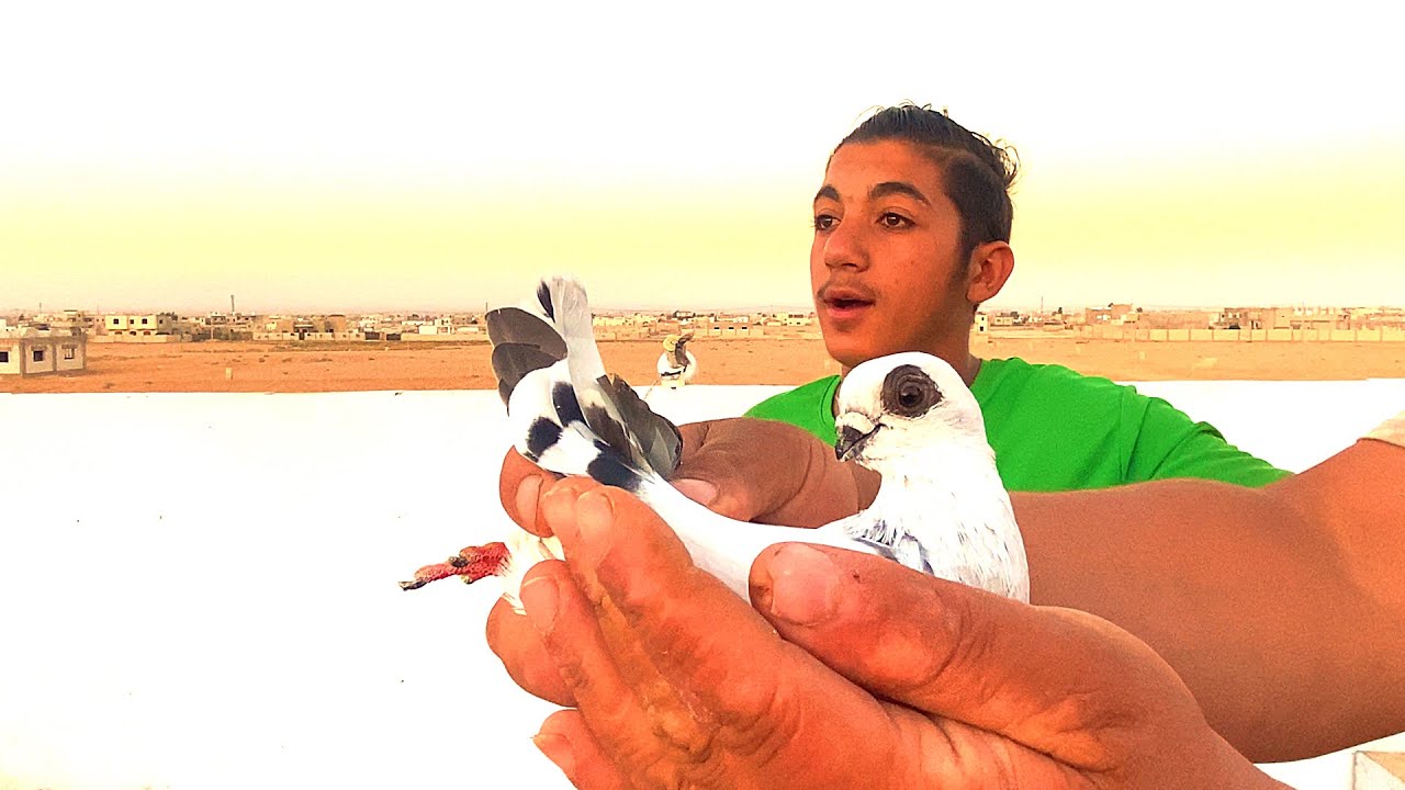 حمام ابو الفوز ضيع10 راس واحد😱😱