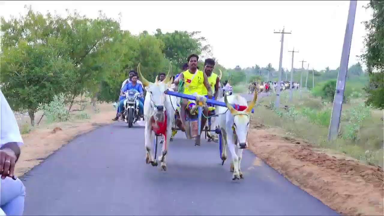 சிவகங்கை மாவட்டம் அம்மன்பட்டி பெரியமாடு 50k நேரலை