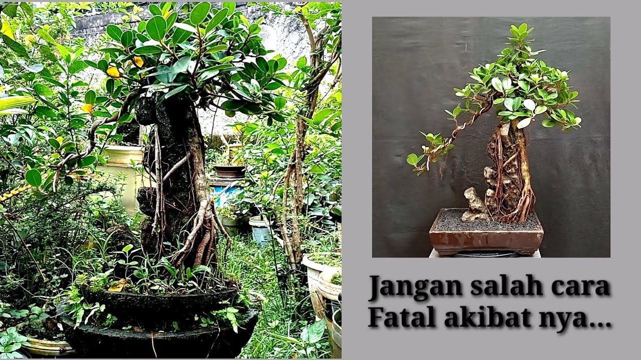 CARA PINDAH BONSAI KE POT CEPER SUPAYA TIDAK SETRES DAN MATI