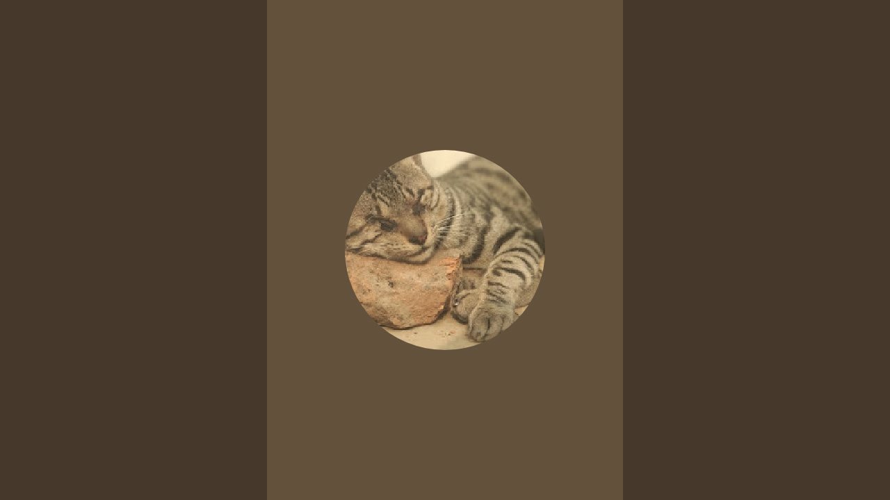CAT short