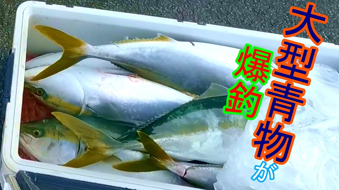 【和歌山串本】えり丸大型青物【超】回遊中！！青物祭り開催です。行かないともったいない！！