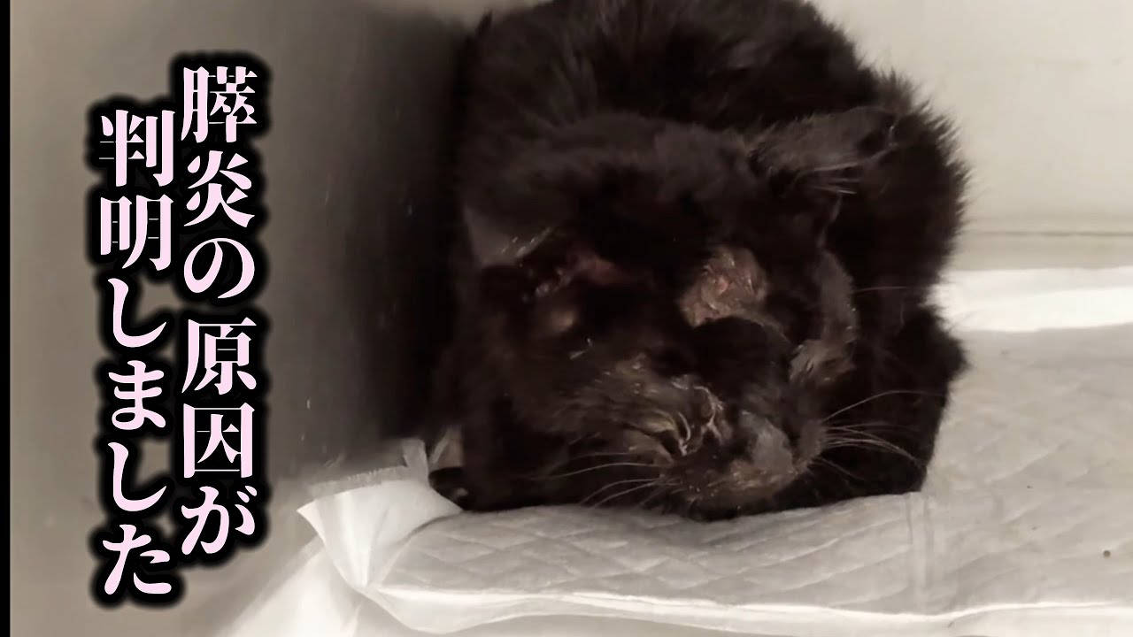 保護した子猫のお尻から出てきた物に驚愕しました
