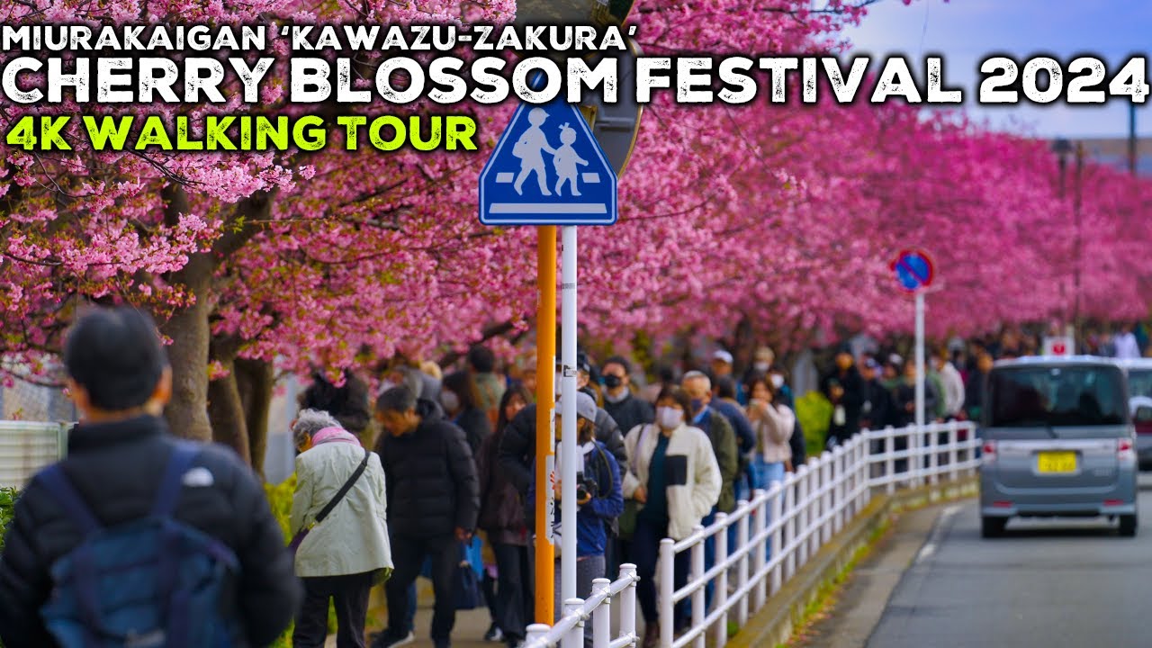 Buzzing Cherry Blossoms Spot 三浦海岸 河津桜祭り2024散策【4K】関東屈指の早咲き桜の名所
