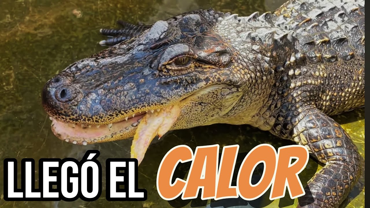 Mis REPTILES Celebran El Regreso Del CALOR!!!
