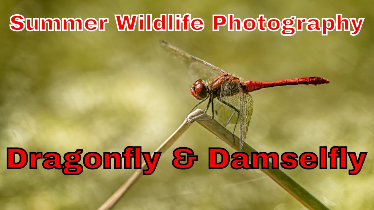 Summer wildlife photography in the UK dragonfly and damselfly