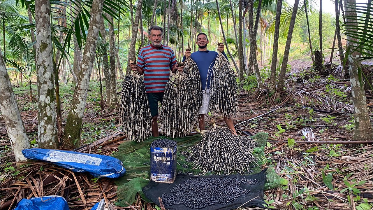 QUANTAS LATAS CONSIGO PRODUZIR E QUAL A RENDA POR HECTARE DE AÇAÍ.