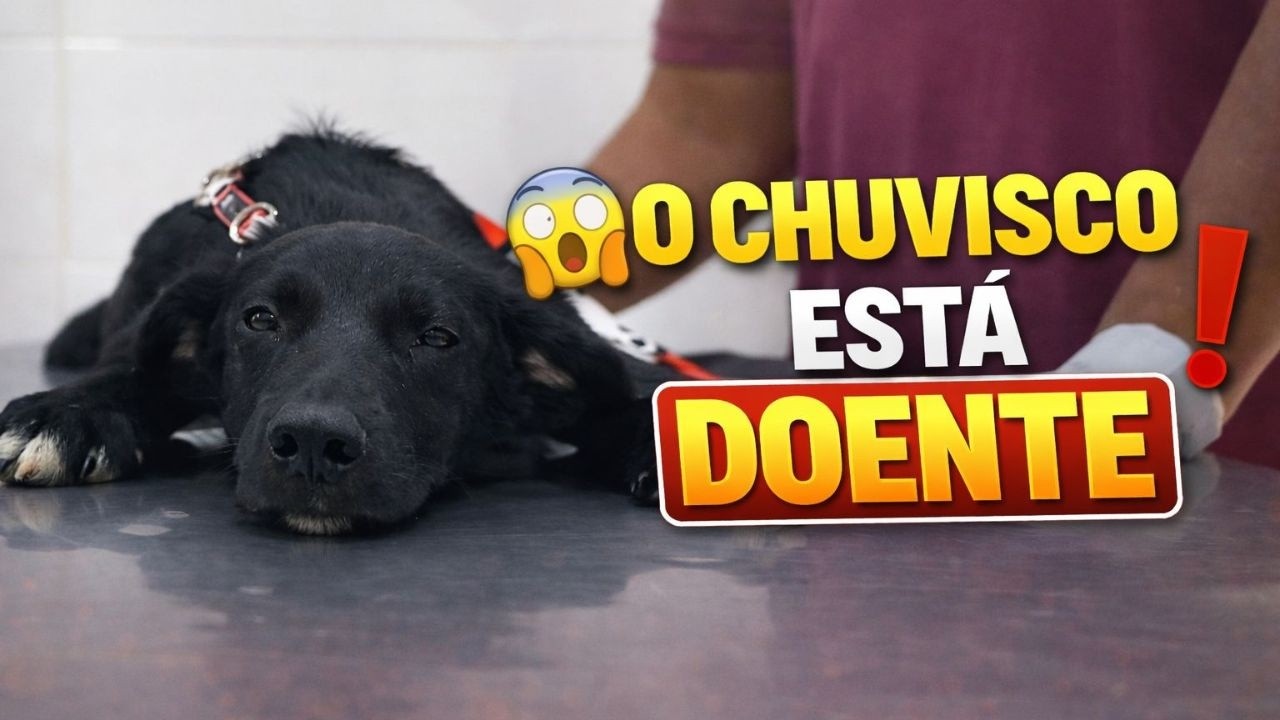 LEVAMOS O FILHOTE CHUVISCO NO VETERINÁRIO - O DR. DISSE A REAL