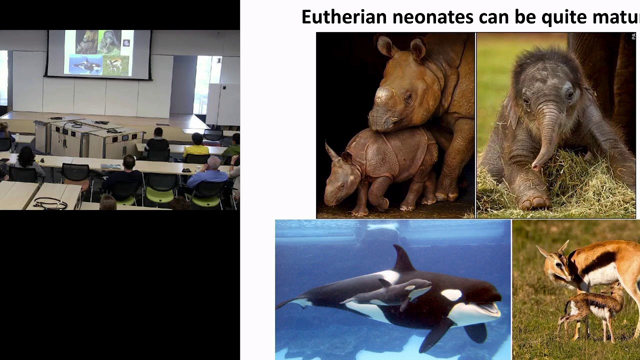 UM EEB Seminar: G&uuml;nter Wagner, Yale University