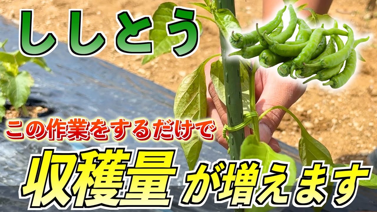 【ししとう】収穫量UPのポイントを徹底解説！〈芽かき・追肥など〉