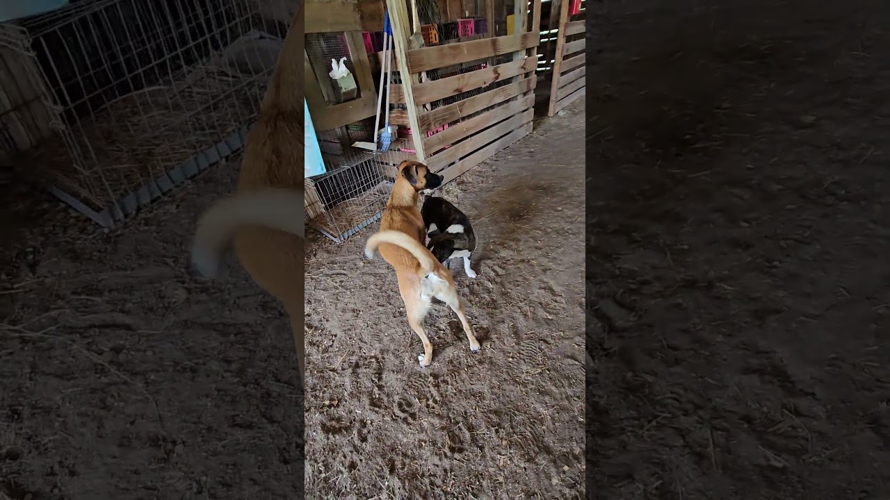 Dixie and Jessie