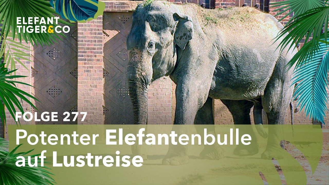 Der neue Charmeur im Elefantentempel (Folge 277) | Elefant, Tiger & Co. | MDR