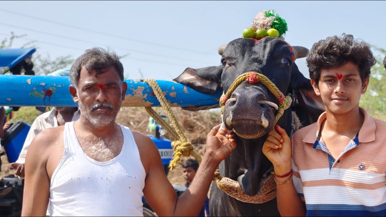 దొండపాడు శివాలయం యర్రగుంట్ల టౌన్ కడప జిల్లా లో న్యూ కేటగిరీ  1వ జత నంద్యాల ధనదీప్ రెడ్డి 💥💥