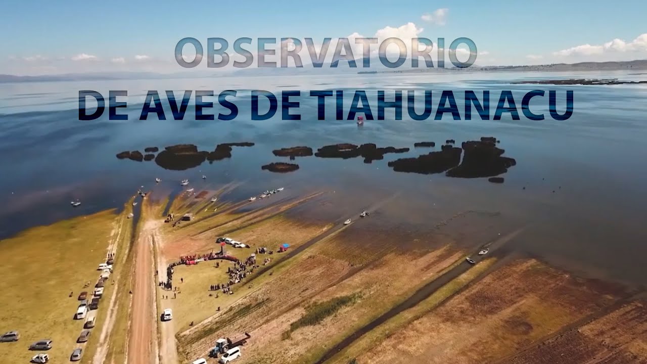JC Mamani QUENA - Observatorio de aves de Tiahuanacu
