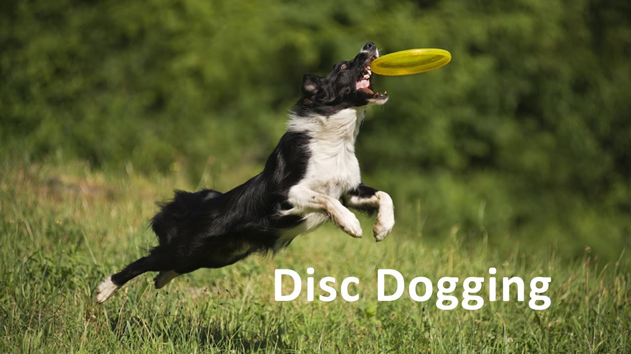 WauTV - Hunde Frisbee (Interview mit Europameister Frank Funke)