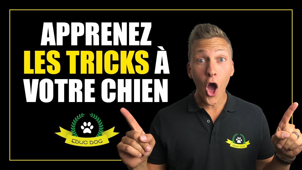 TUTO : COMMENT APPRENDRE DES TRICKS A VOTRE CHIEN ? (Focus, Donne la Patte, Jambe)