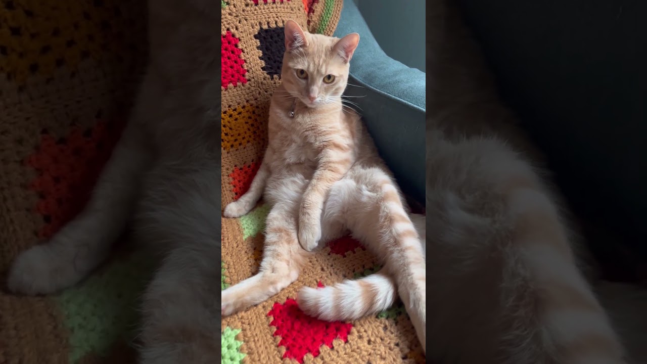 Cute cat 