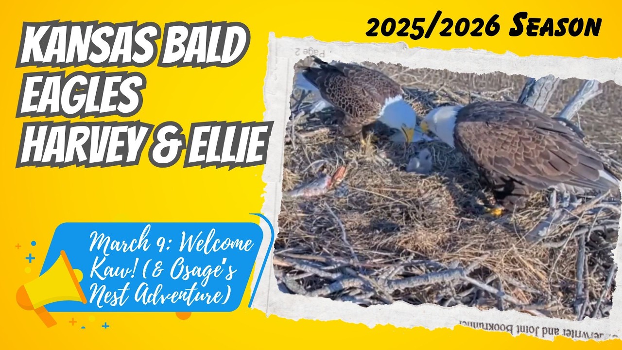 Welcome Kaw! A New Hatch & Osage’s Nest Adventure | Farmer Derek's Bald Eagles Harvey & Ellie (3/9)