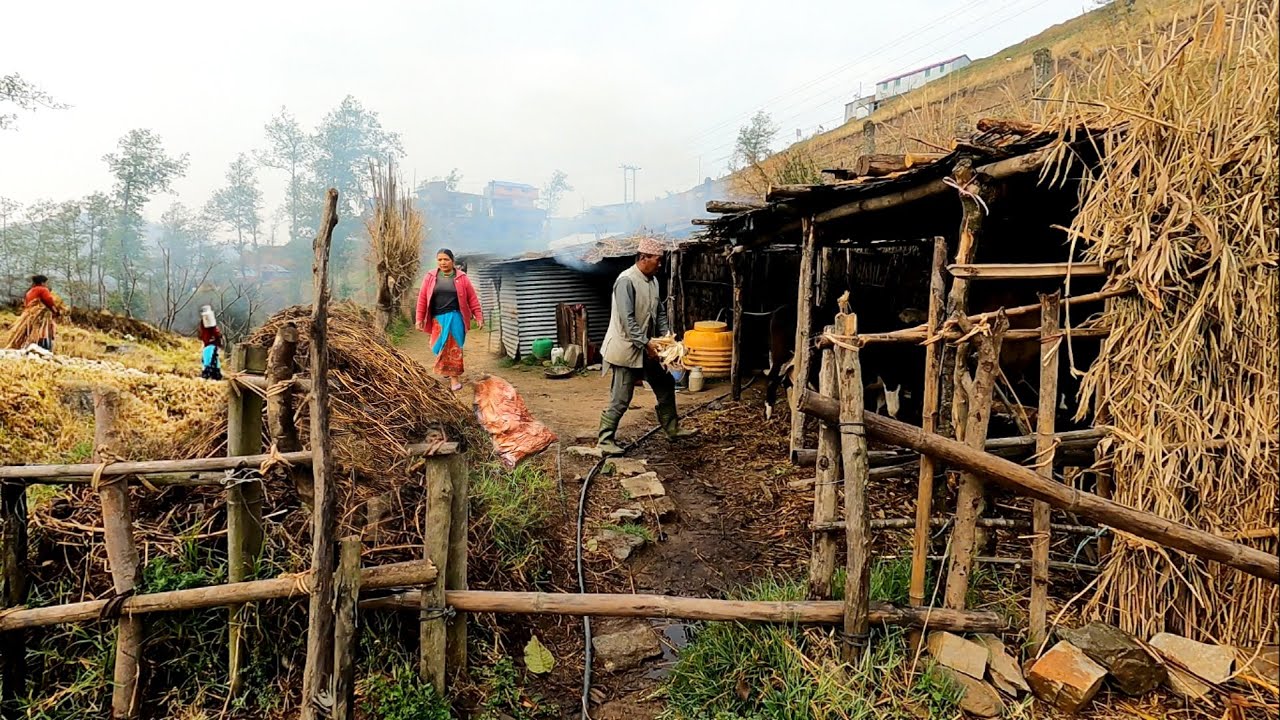 Village Activities | Ep-9 | Morning Village Life Nepal | BijayaLimbu