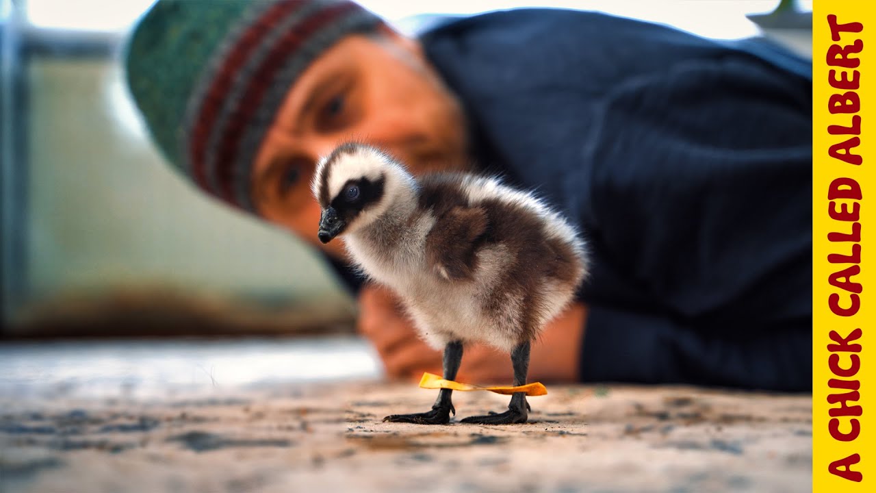 She Hatched in My Hands, Then I Saw Her Legs... | Amazing Chick Recovery