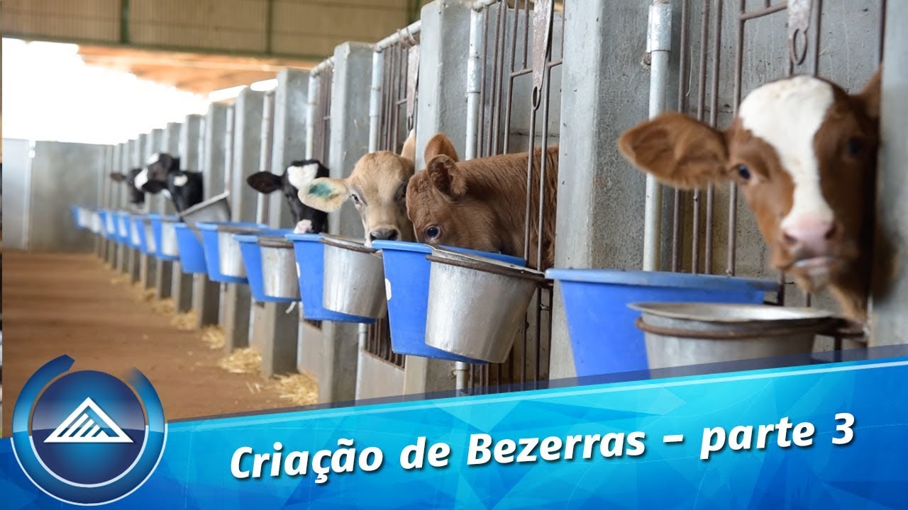 Criação de Bezerras - Parte 3