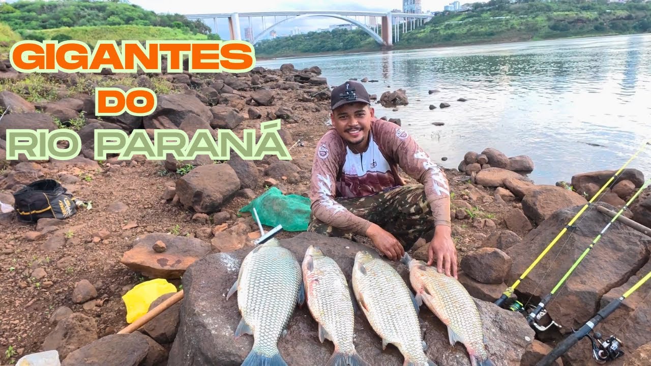 Pescaria de curimba no rio Paraná, dicas e técnica para fisgar as brutas