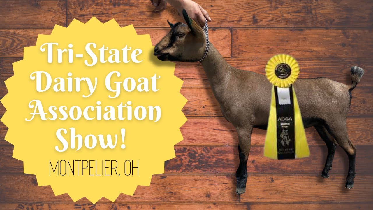 It's Goat Show Time! (2022 Tri State Dairy Goat Association Show)