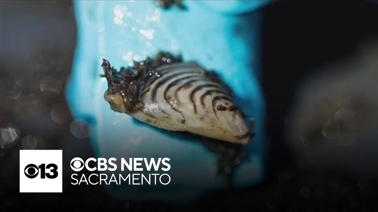 What's being done to fight the spread of golden mussels in San Joaquin County