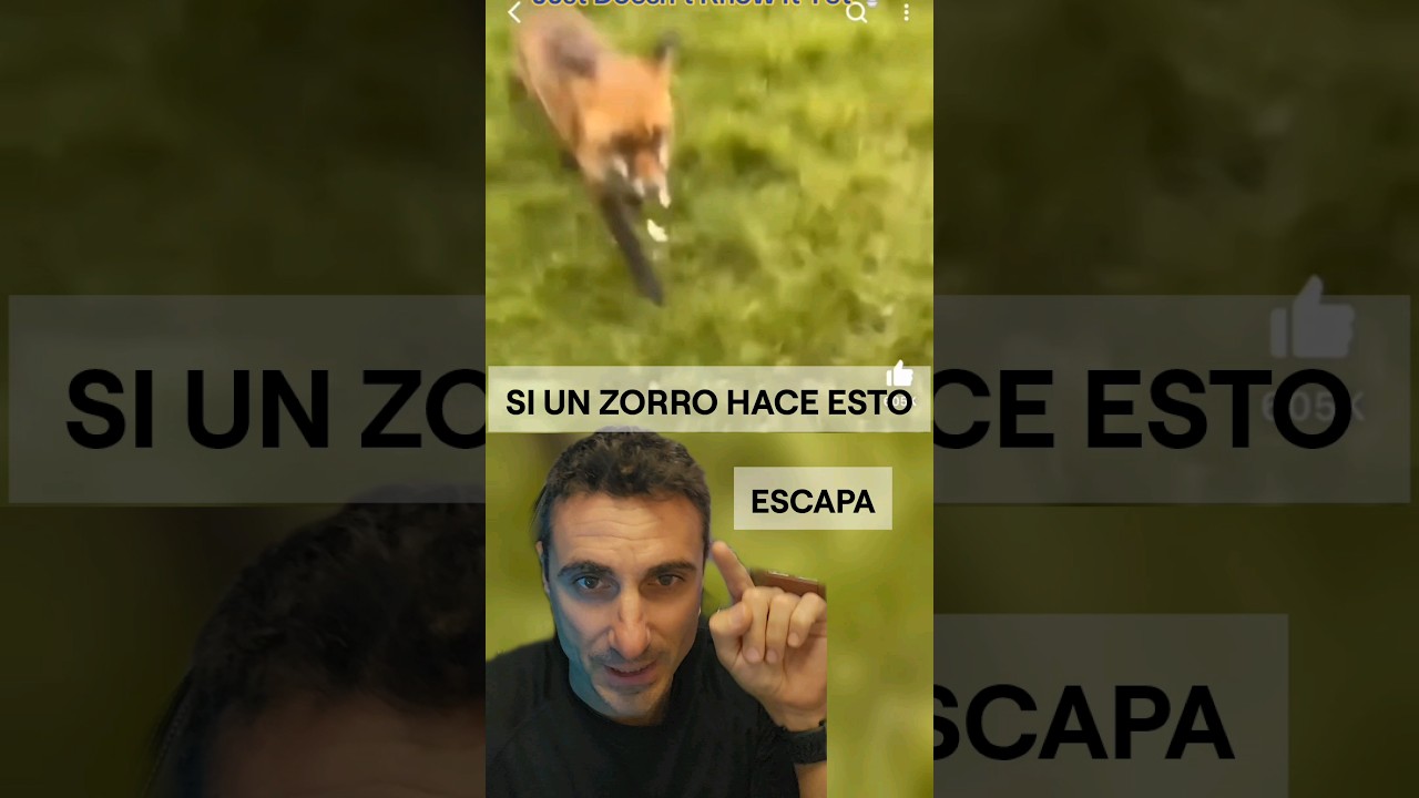 Si un zorro te hace esto, escapa. #curiosidades #supervivencia #emergencia
