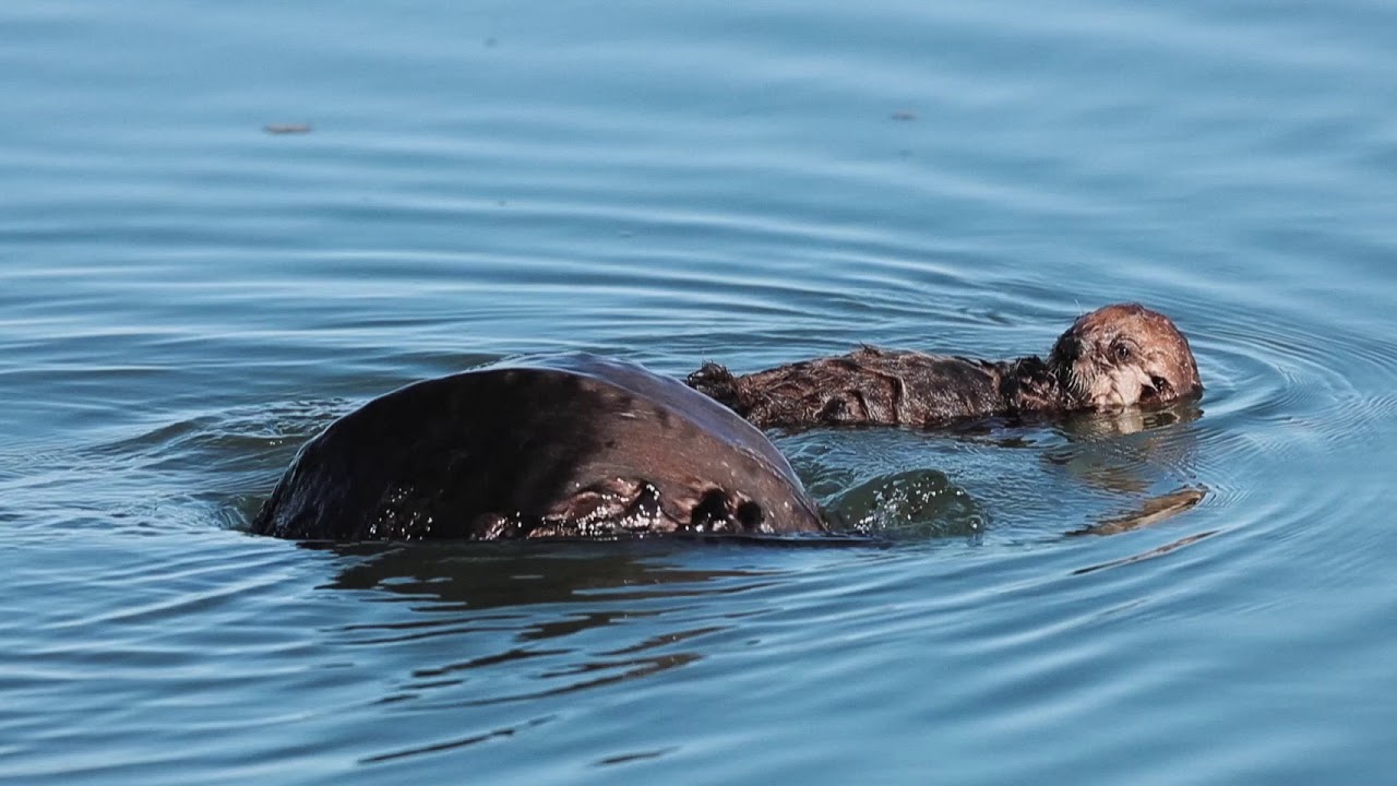Loutre de mer