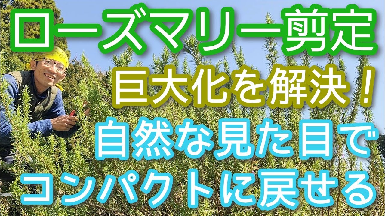 【ローズマリーを小さくする】強剪定でもナチュラルに仕上がるコツ(2026年4月)🌱🎶